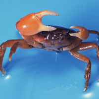 �зͼƬ